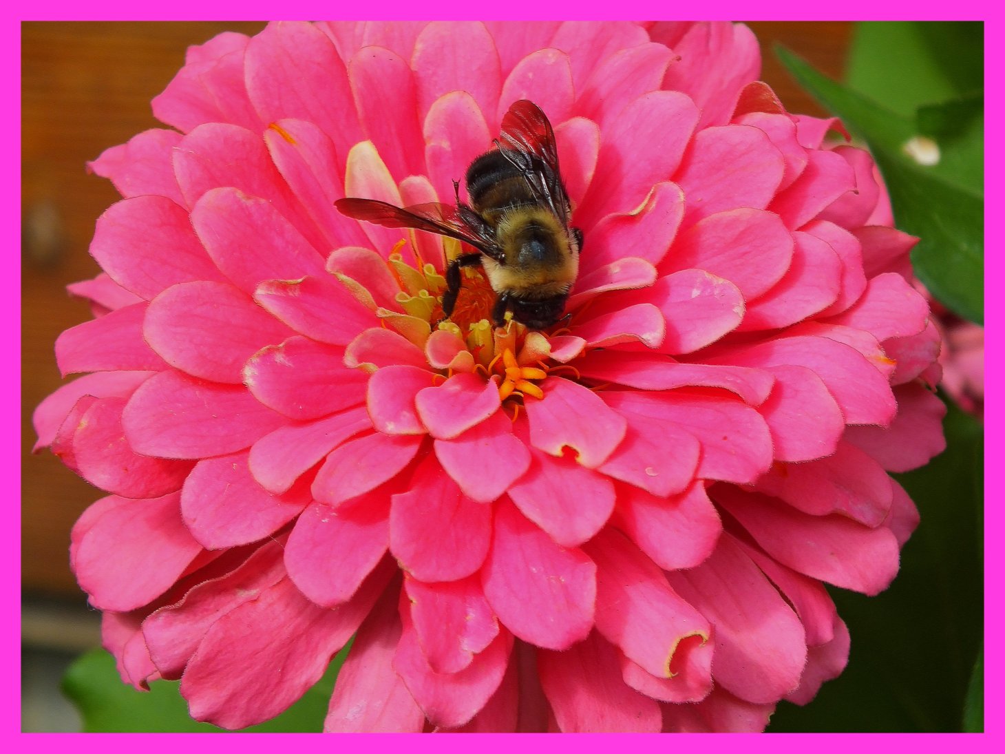 Courting the Flower (1). Photo by Thomas Peace c. 2015