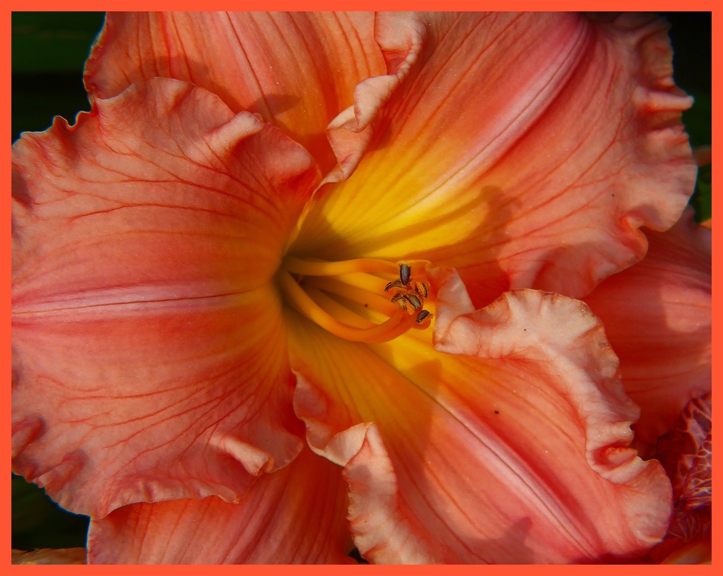 Silhouette of a Sage (1). Photo by Thomas Peace c. 2015