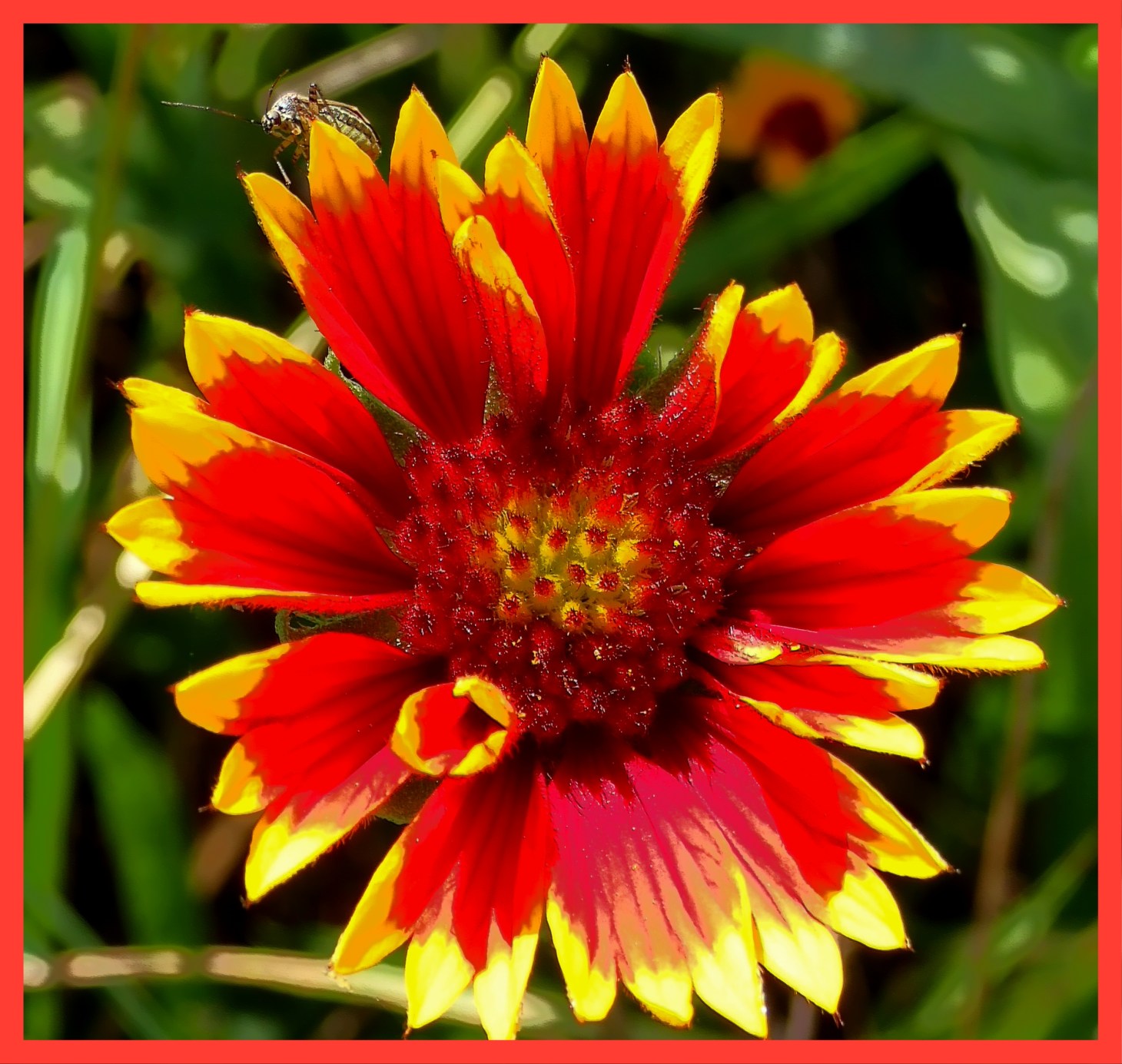 At the summit (1). Photo by Thomas Peace 2015