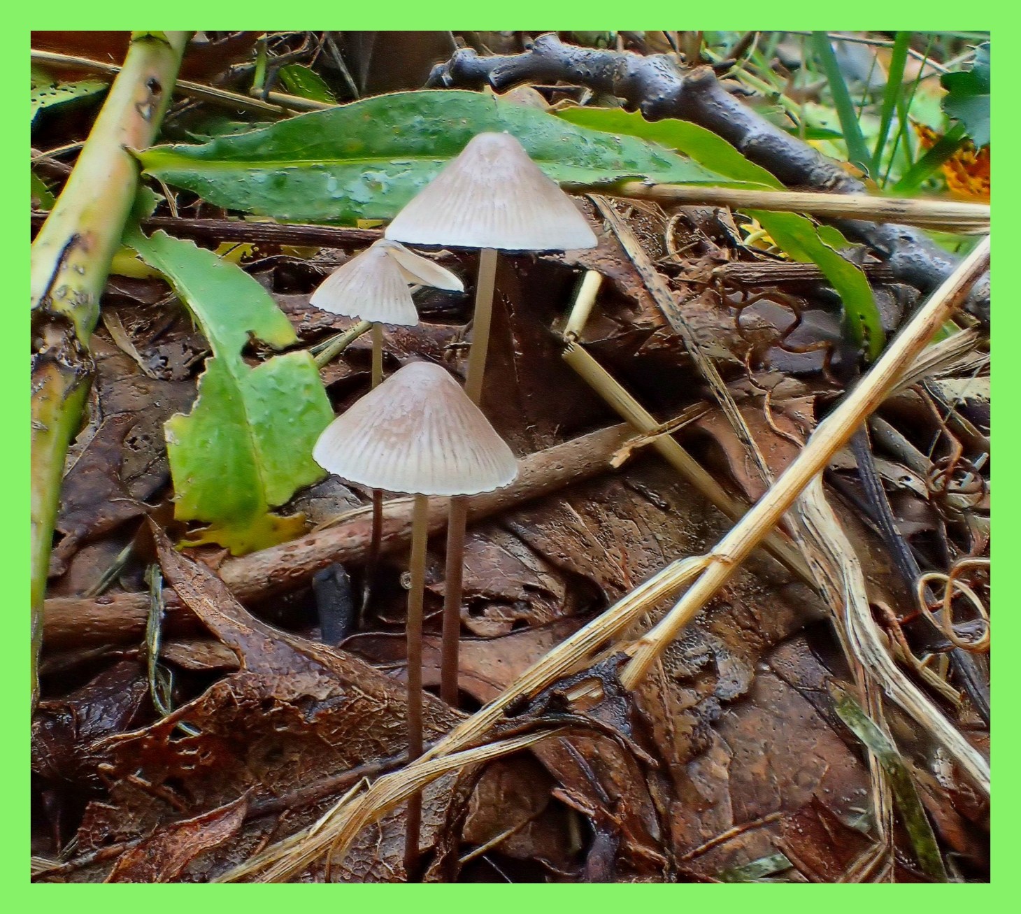 Together as one (1). Photo by Thomas Peace c. 2015