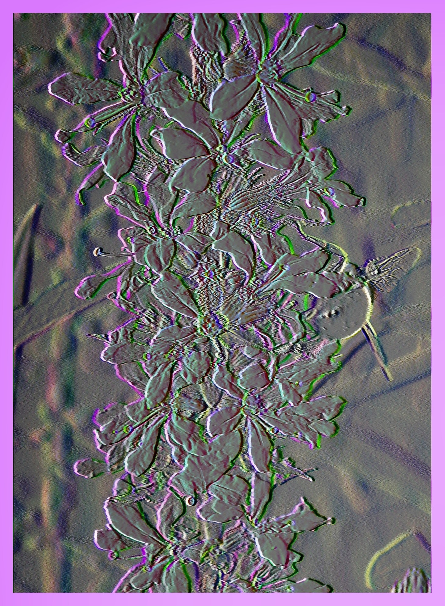 Jack and the Bean Stalk (2).  Photo by Thomas Peace 2015