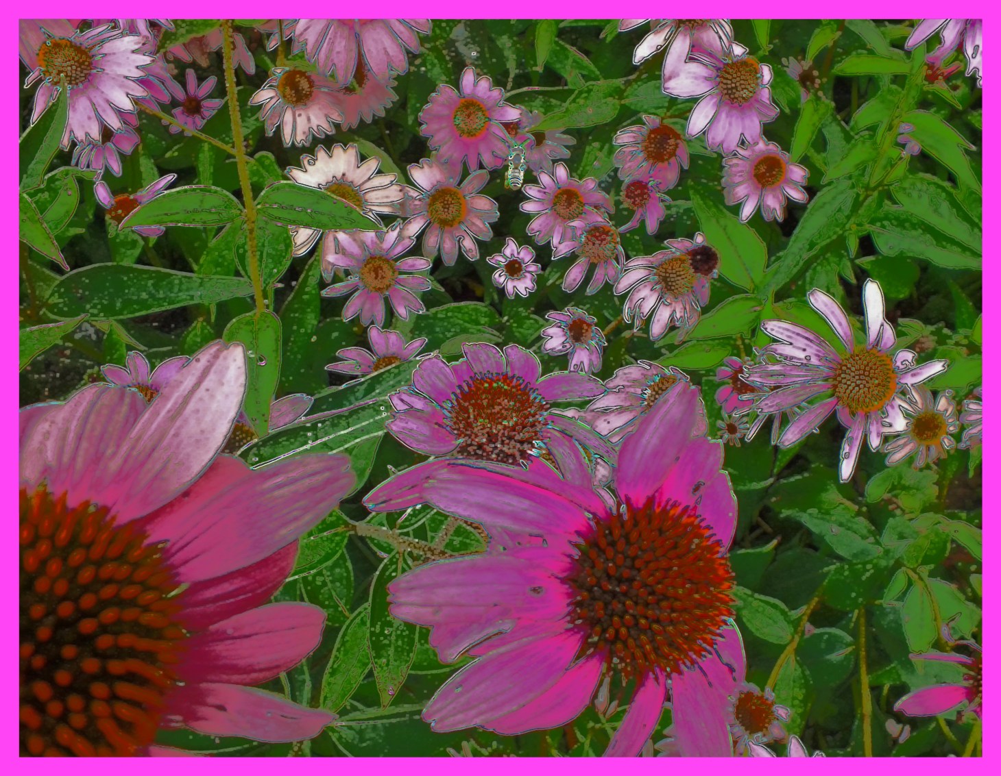 Pinkingly (2).  Photo by Thomas Peace c. 2015