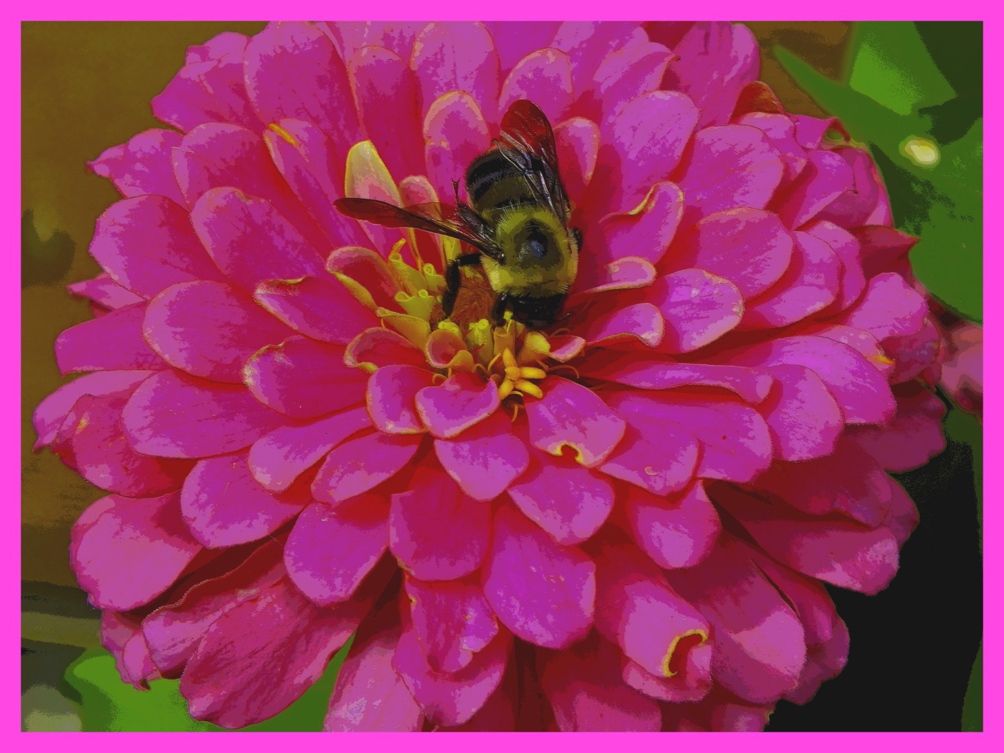 Courting the Flower (2). Photo by Thomas Peace c. 2015