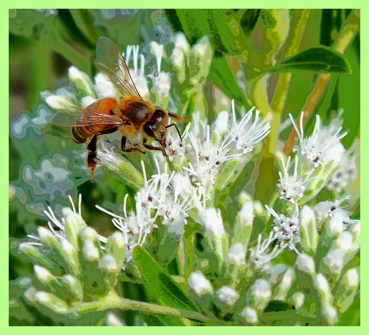 Simply beeing.  Photo by Thomas Peace c. 2015