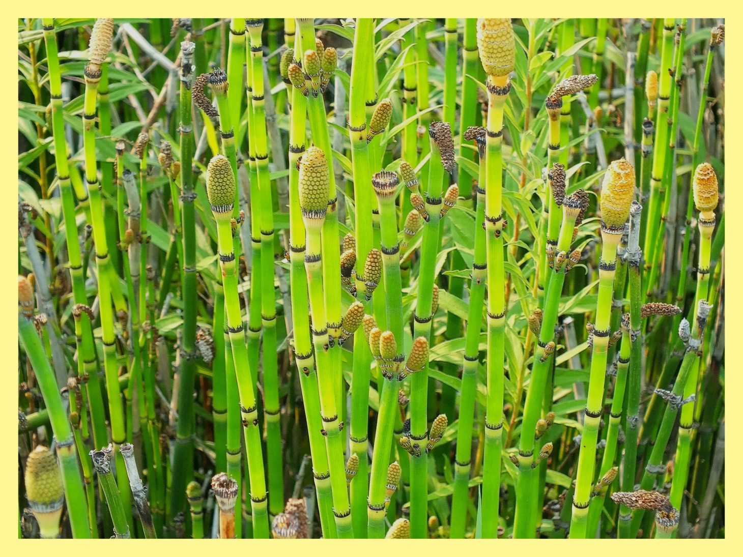 Horsetail growing not far from the tree (1). Photo by Thomas Peace c. 2015