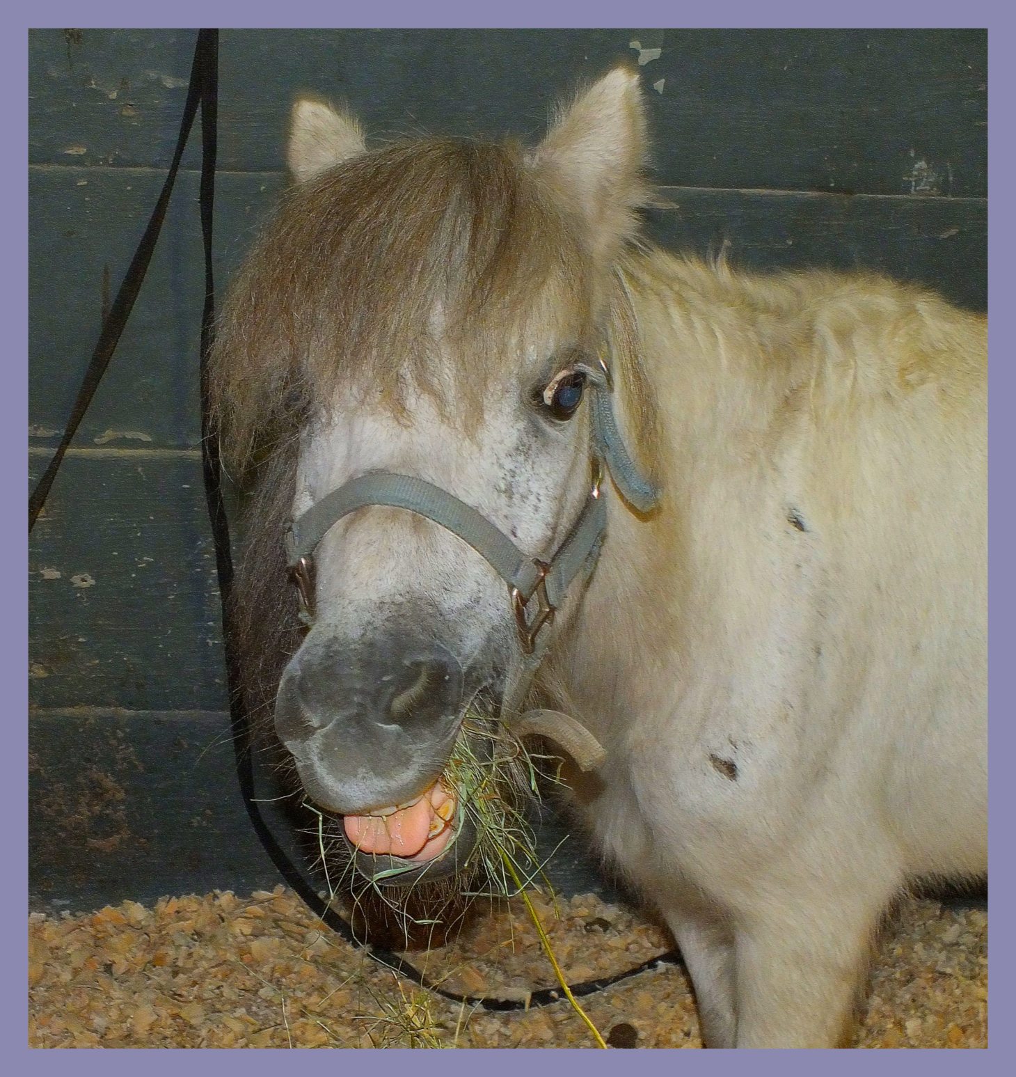 Tongue projecting Einstein (1). Photo by Thomas Peace c. 2015