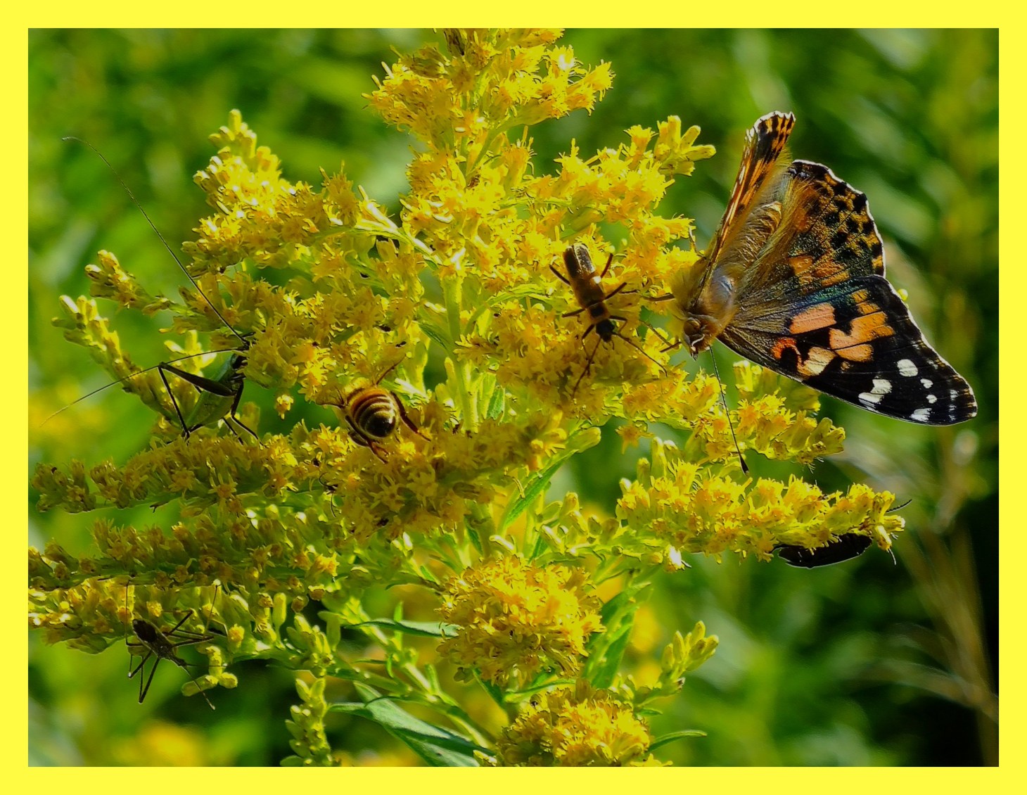 Of Butterflies and Bees. (1) Photo by Thomas Peace c. 2015