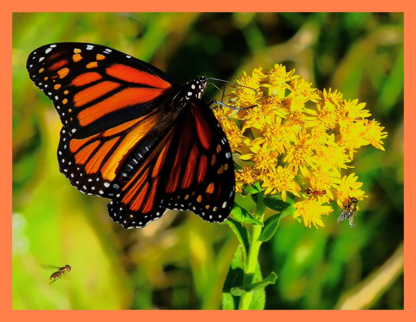 Mostly Fliers. (1) Photo by Thomas Peace c. 2015