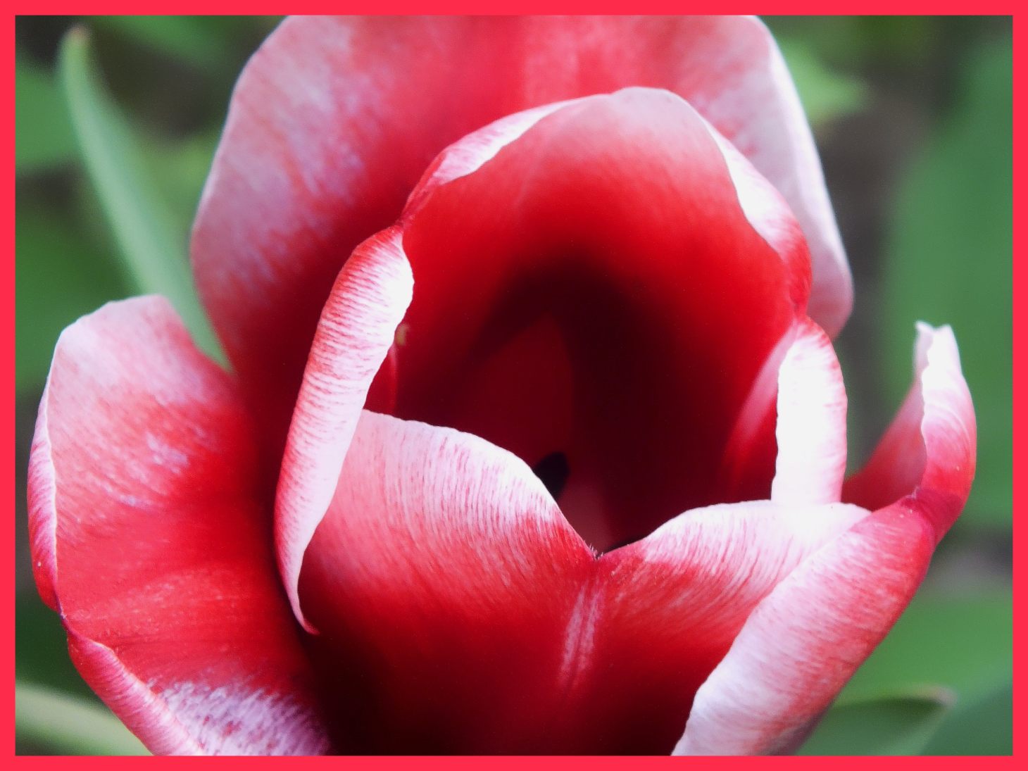 Calling for spring. (1) Photo by Thomas Peace c. 2015