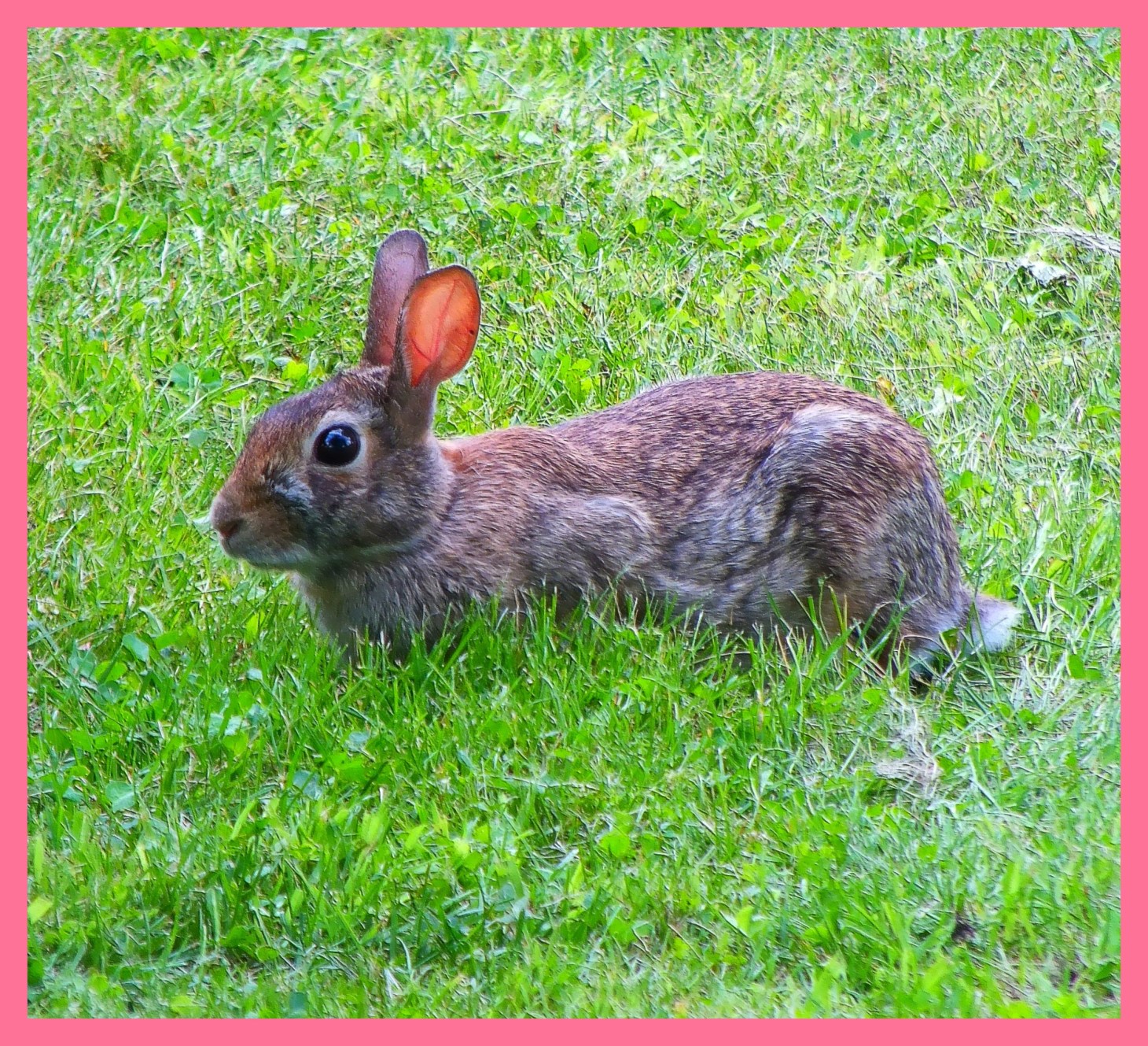 Rabbit... where'd you put the keys, girl? (1) Photo by Thomas Peace c. 2015