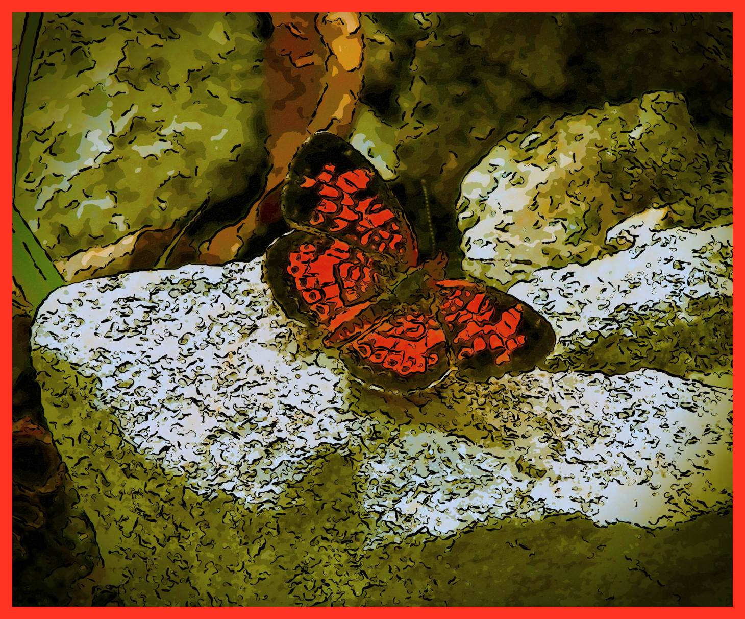  Pearl Crescent Butterfly. (2) Photo by Thomas Peace c. 2015