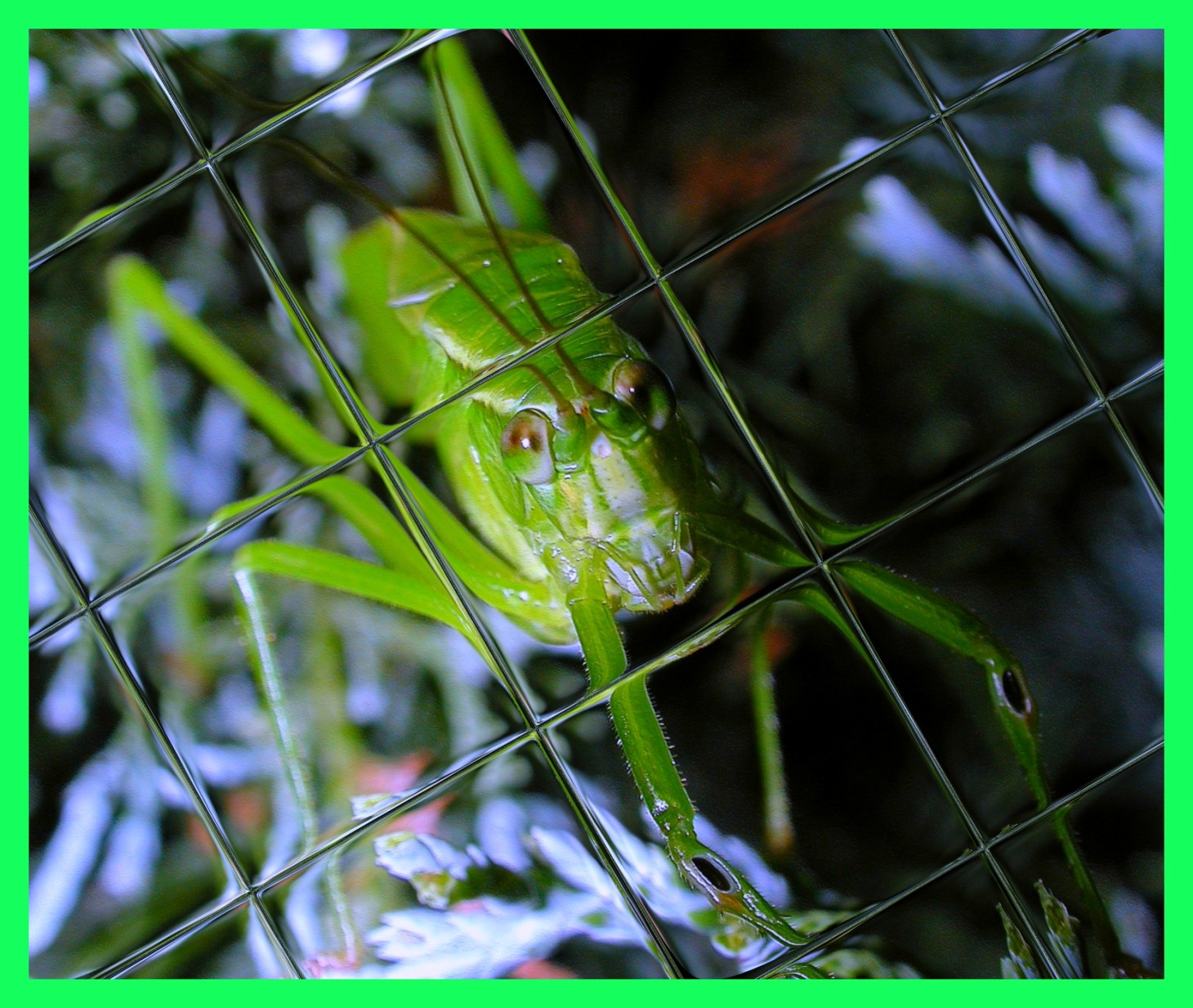  Beautiful Katy! (2) Photo by Thomas Peace c. 2015