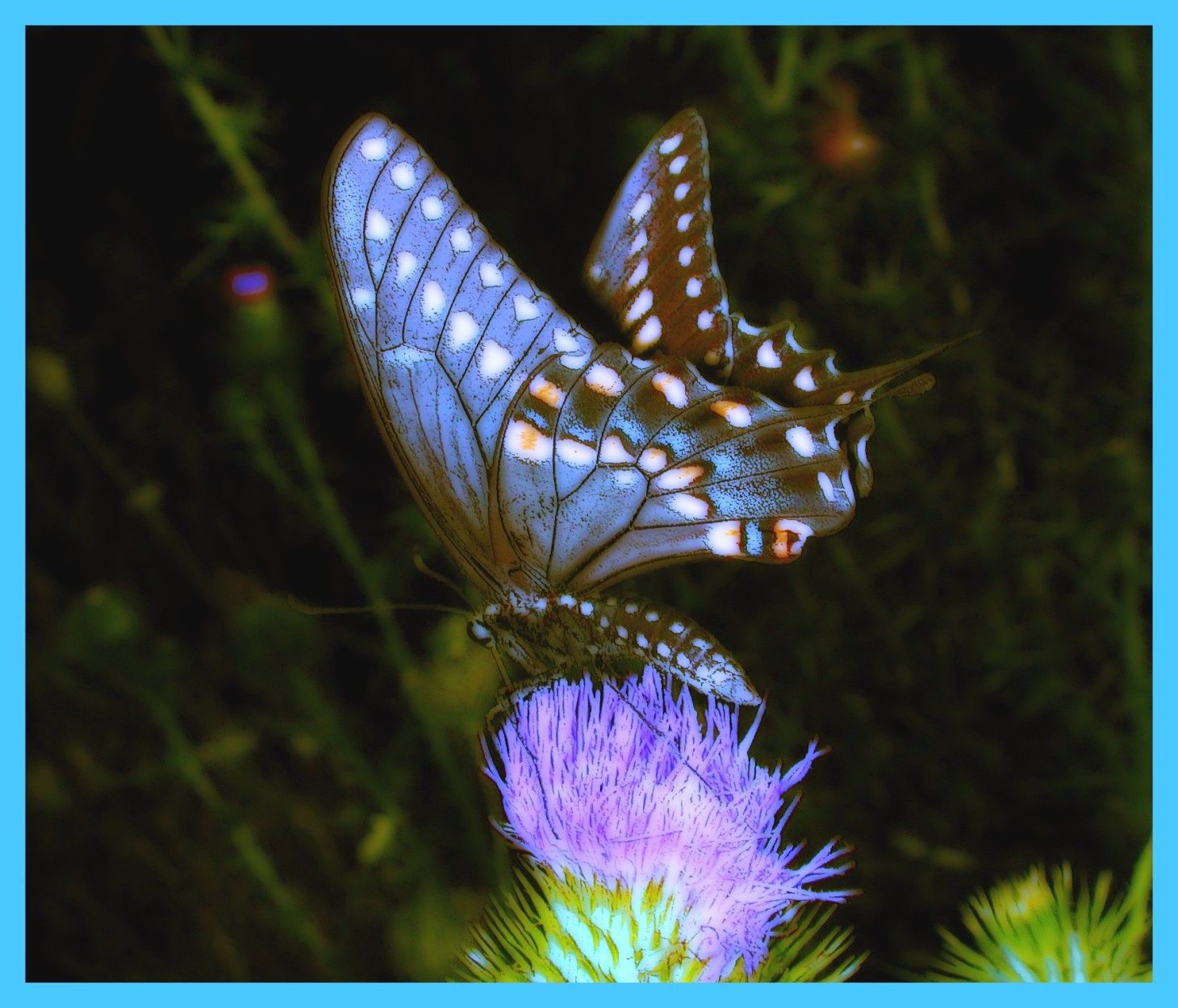 Able to fly. (2) Photo by Thomas Peace c. 2015