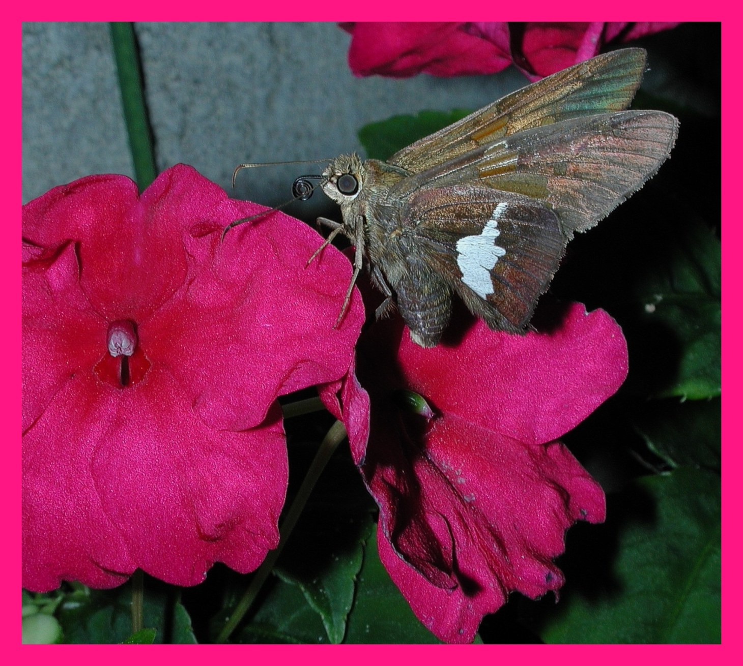 Silver-spotted Skipper. Photo by Thomas Peace c. 2015