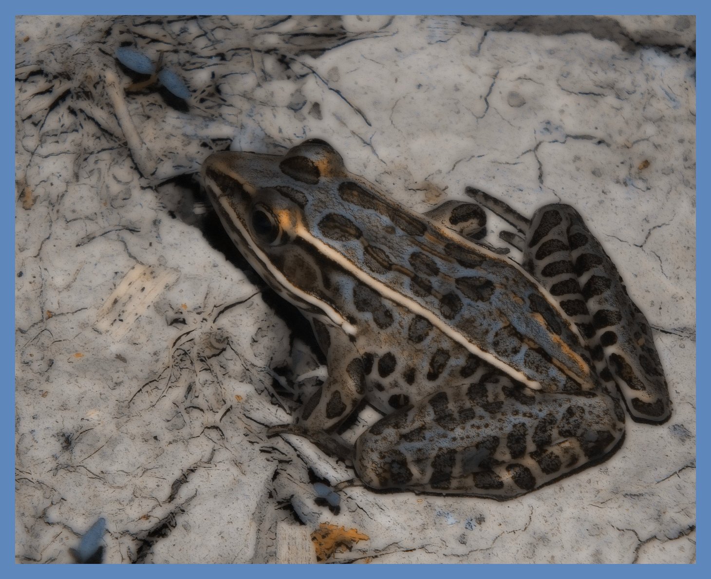 A frog not a prince. (2) Photo by Thomas Peace c. 2015