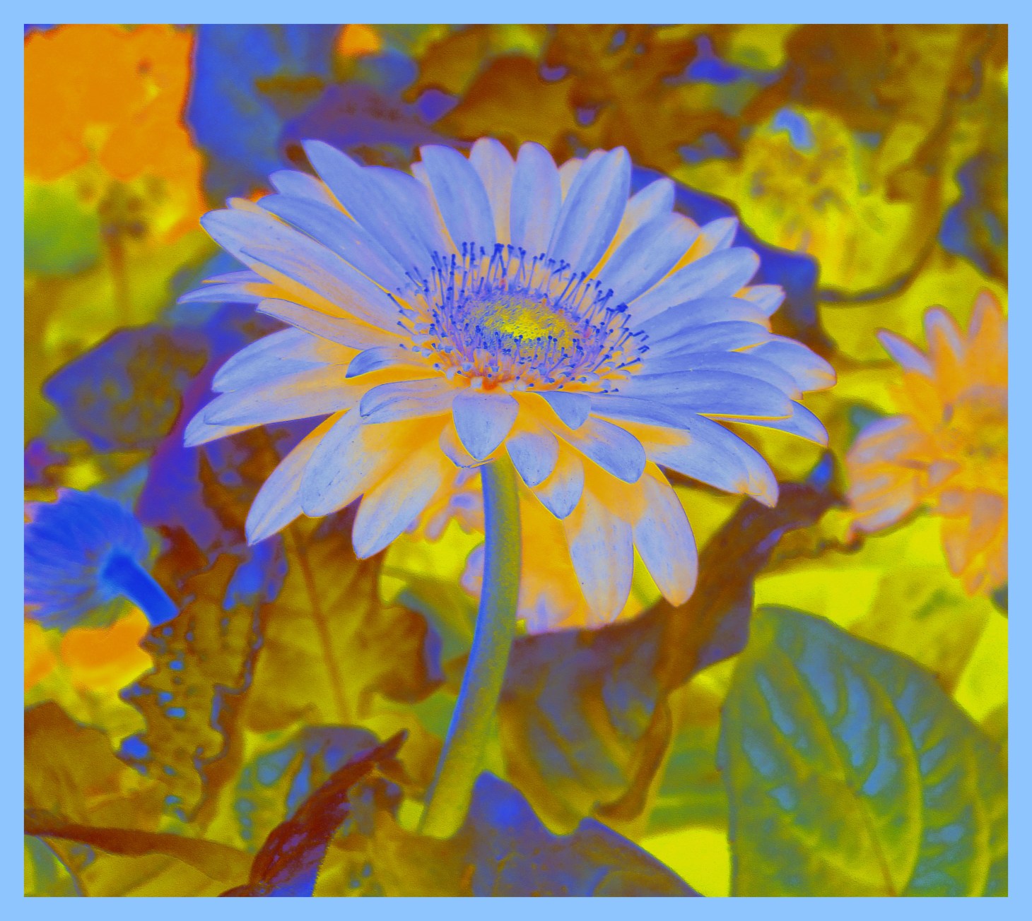 Petals intact. (2) Photo by Thomas Peace c. 2015