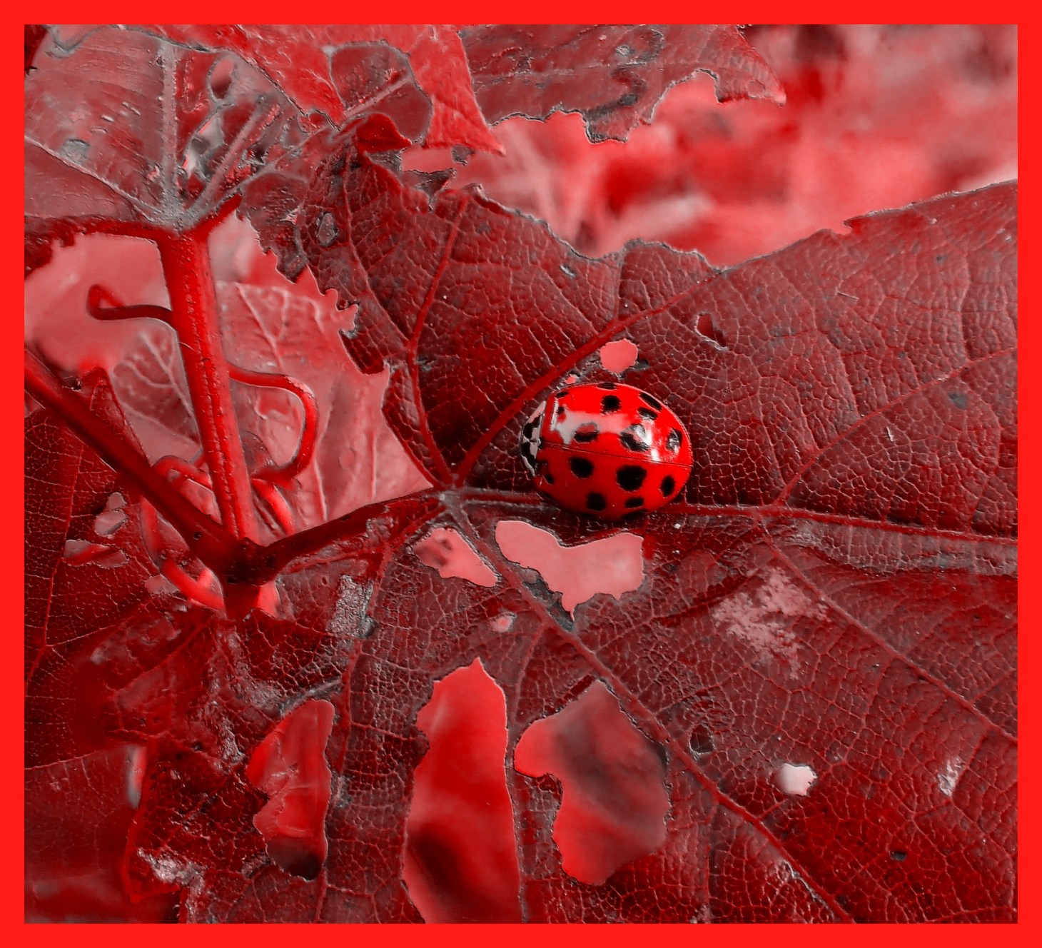 Lady(bug) in Red. Photo by Thomas Peace c. 2015