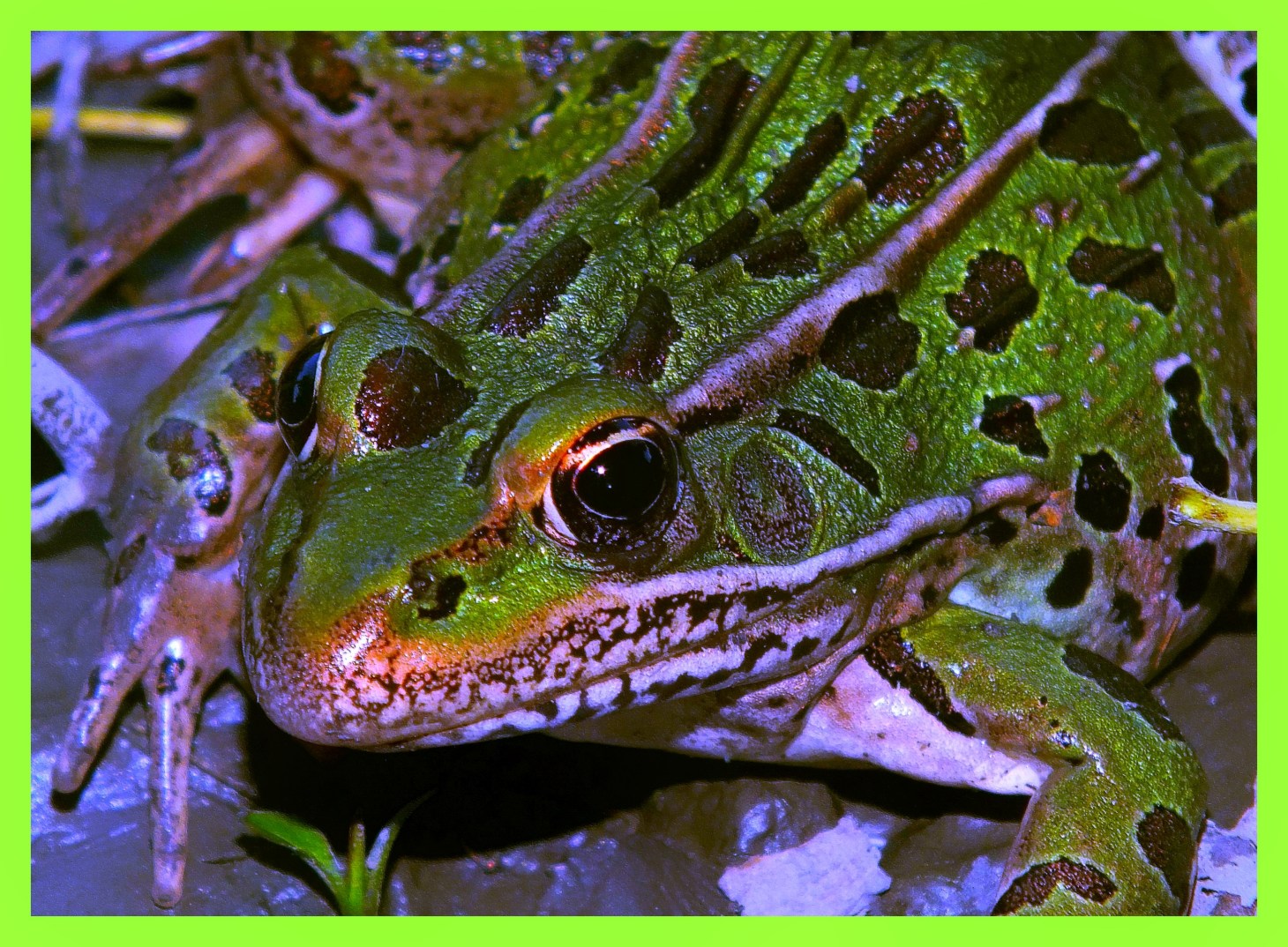 Bulging Eyes. Photo by Thomas Peace c. 2015