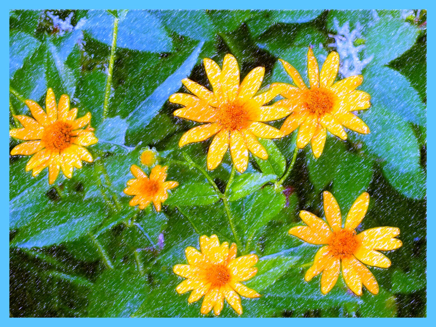 Penciled Stars. Photo by Thomas Peace c. 2015