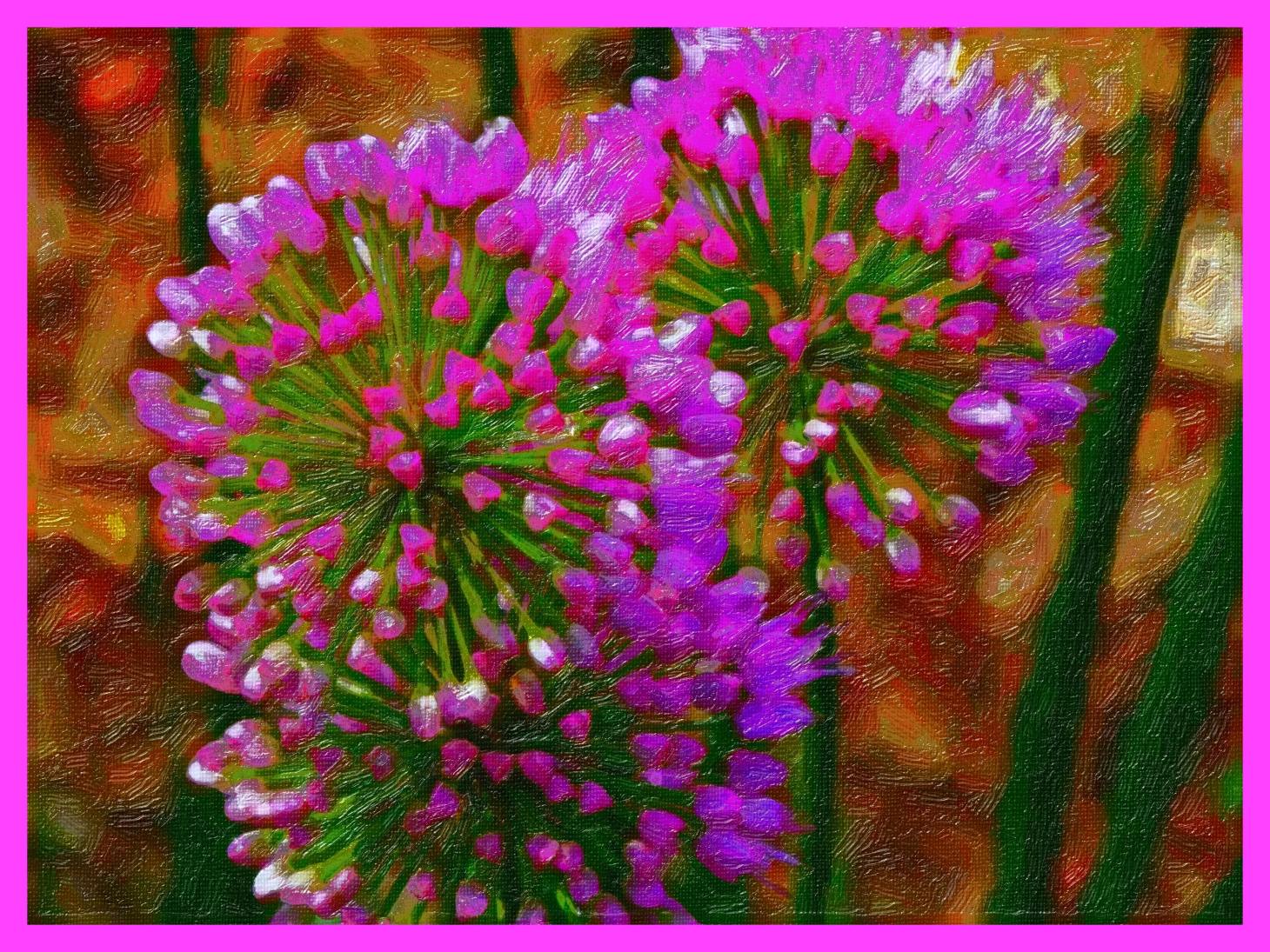 Chives, together as one. (2) Photo by Thomas Peace c. 2015