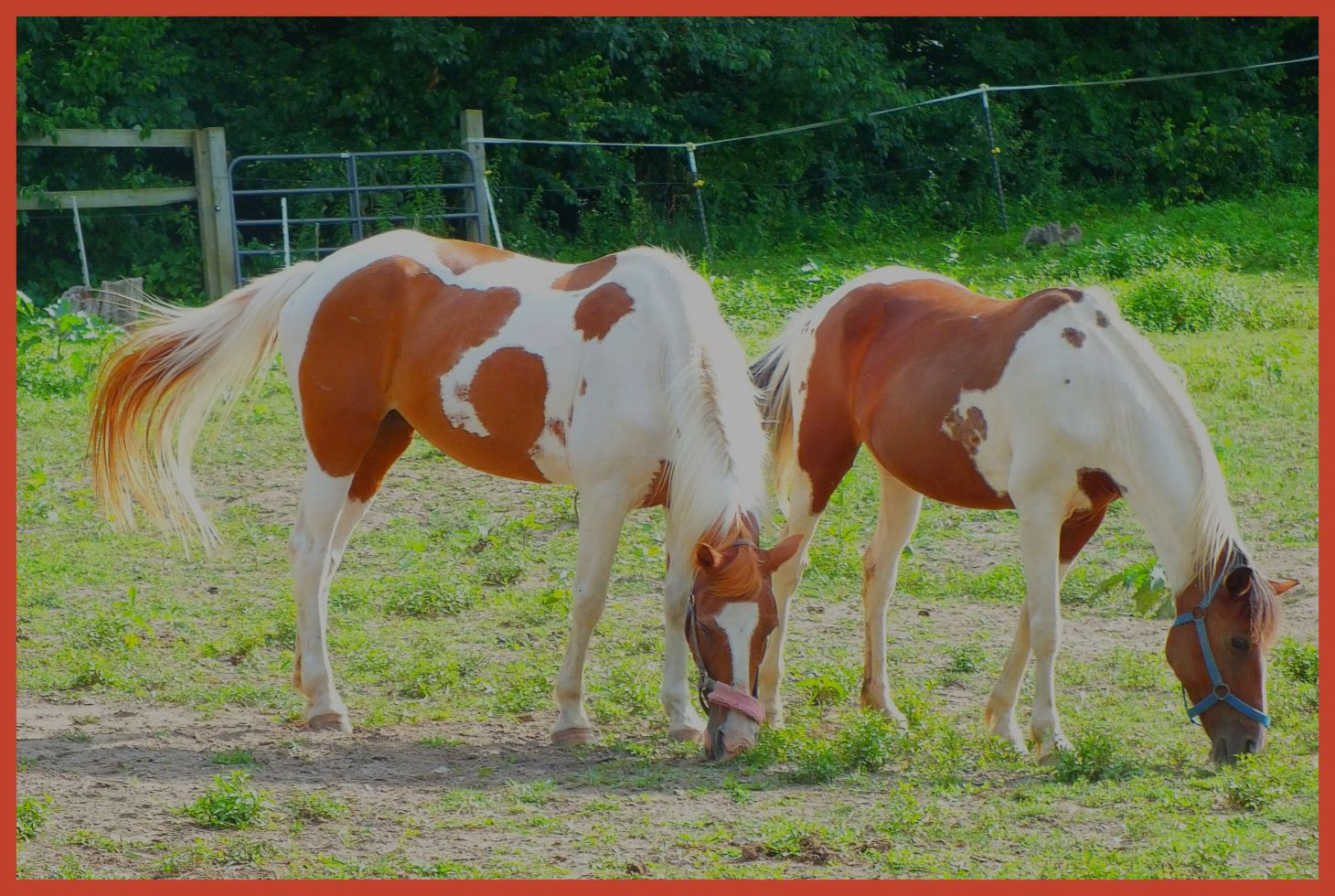 Eight legs. (1) Photo by Thomas Peace c. 2015