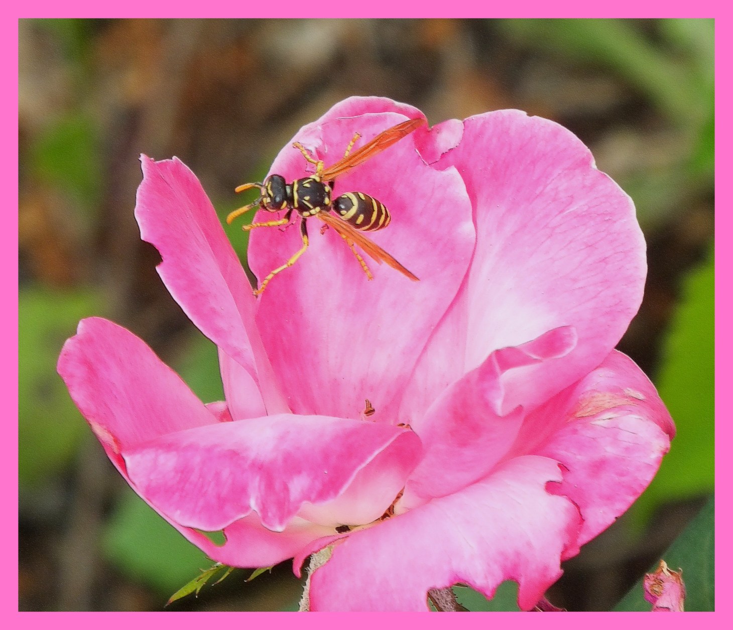  Wasp in Flower. (1) Photo by Thomas Peace c. 2015 