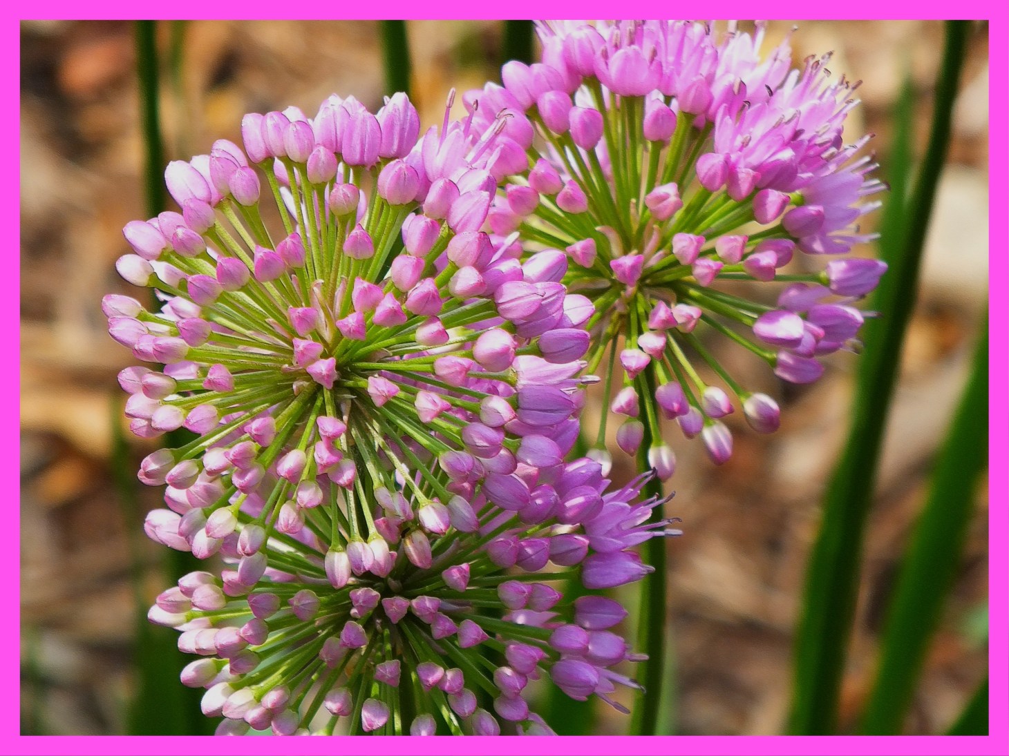 Chives, together as one. (1) Photo by Thomas Peace c. 2015