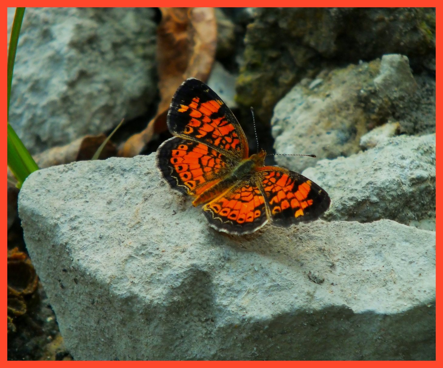  Pearl Crescent Butterfly. (1) Photo by Thomas Peace c. 2015