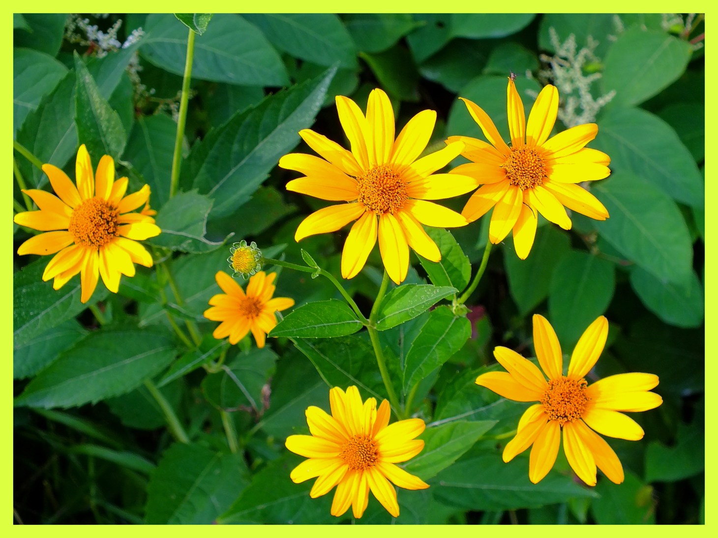 Yellow Stars. Photo by Thomas Peace c. 2015 