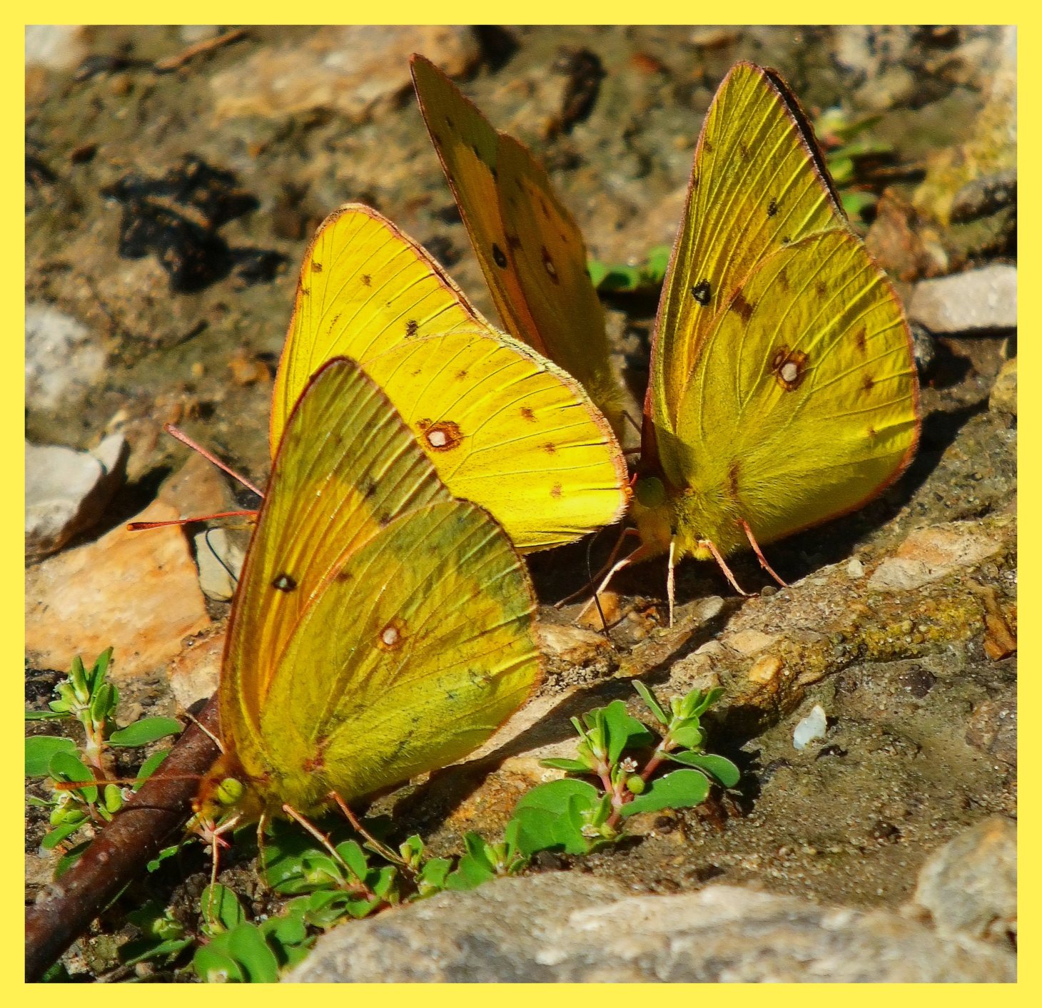 Nature enthusiasts. (1) Photo by Thomas Peace c. 2015