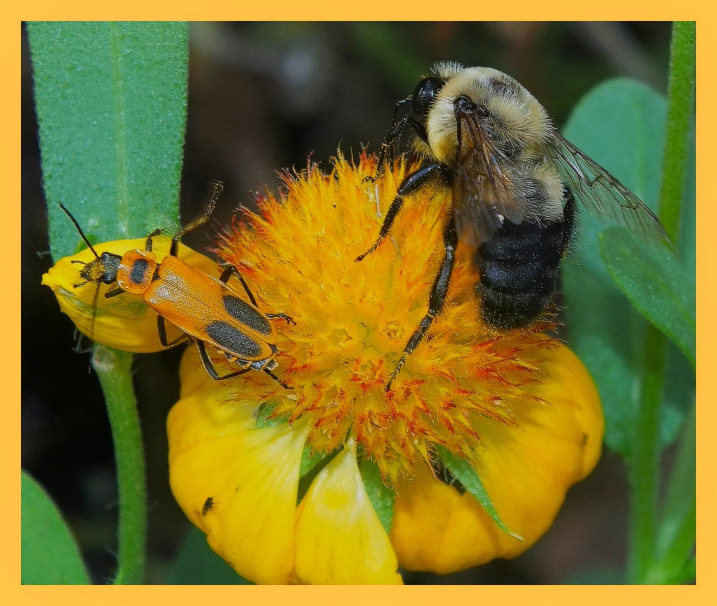 Small Planet. (1) Photo by Thomas Peace c. 2015