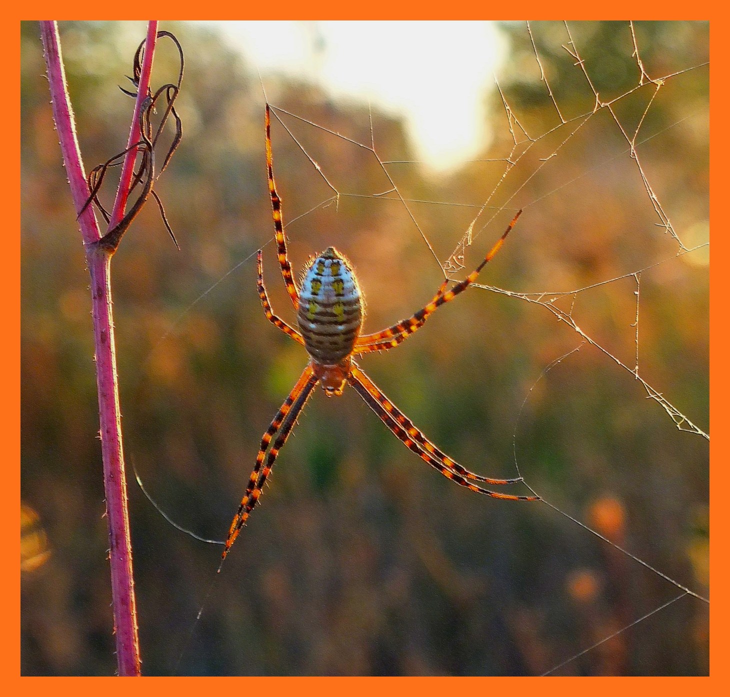 Stealth. (1) Photo by Thomas Peace c. 2015