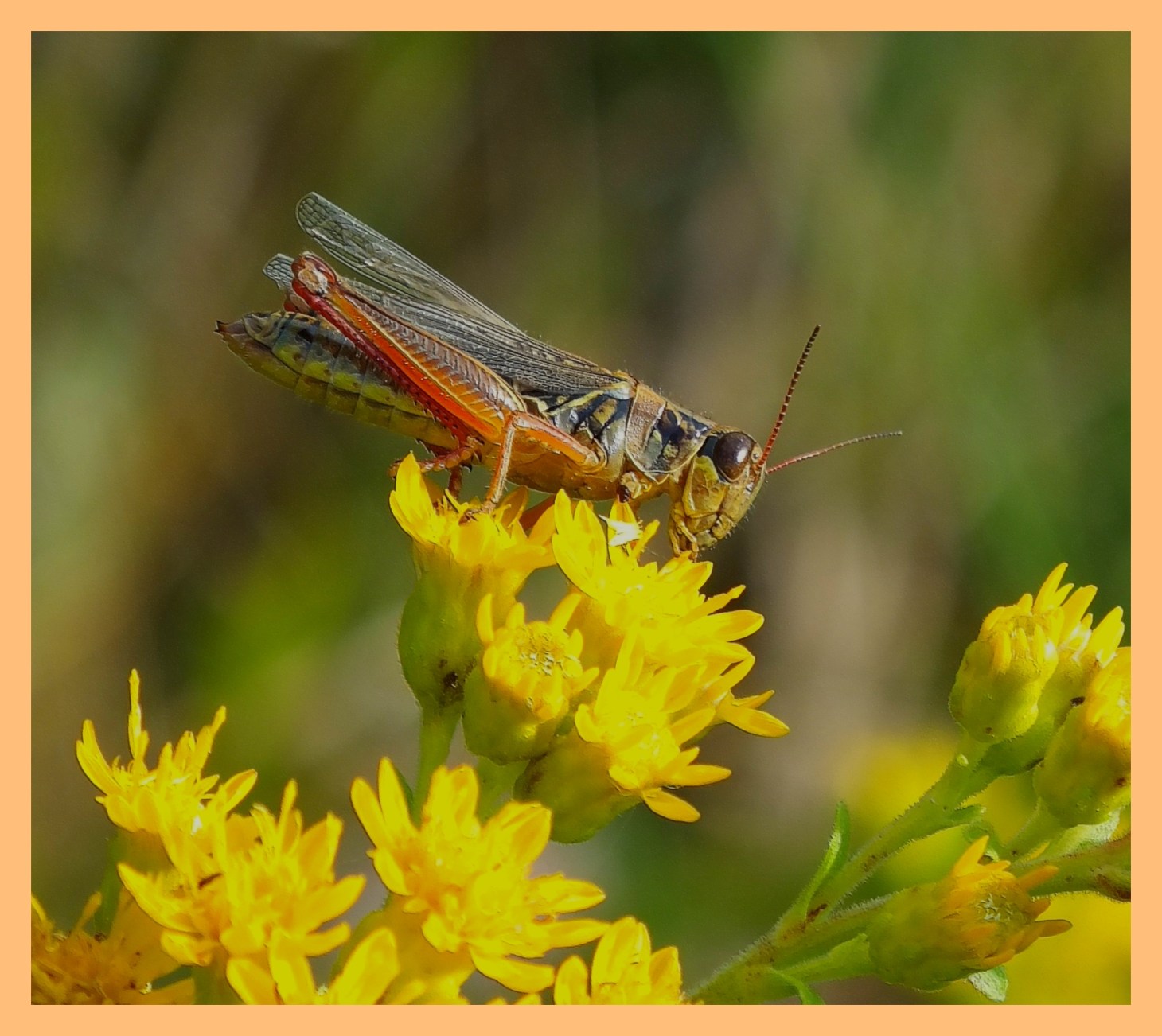 Top of the World. (1) Photo by Thomas Peace c. 2015