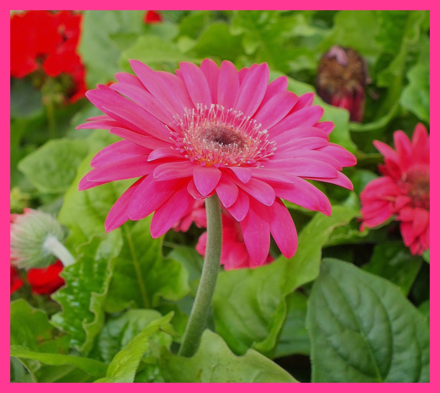 Petals intact. (1) Photo by Thomas Peace c. 2015