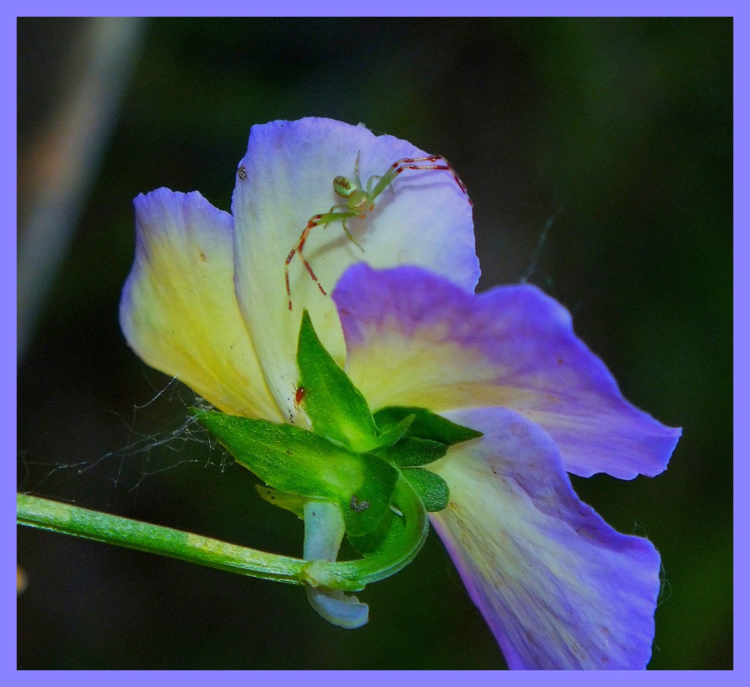 The stillness of the spider squirmed. (1) Photo by Thomas Peace c. 2015