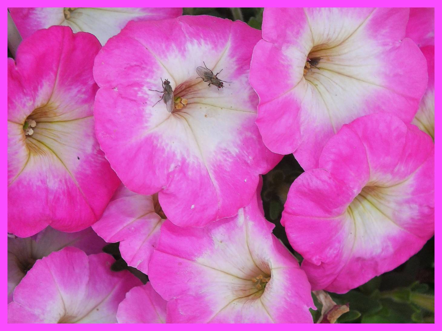 Looking for Wednesday.  Photo by Thomas Peace c. 2015