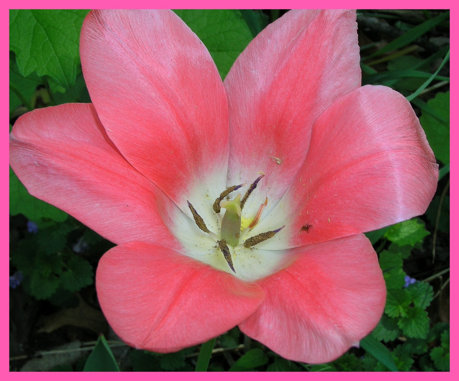 Spring flower.  Photo by Thomas Peace c. 2015