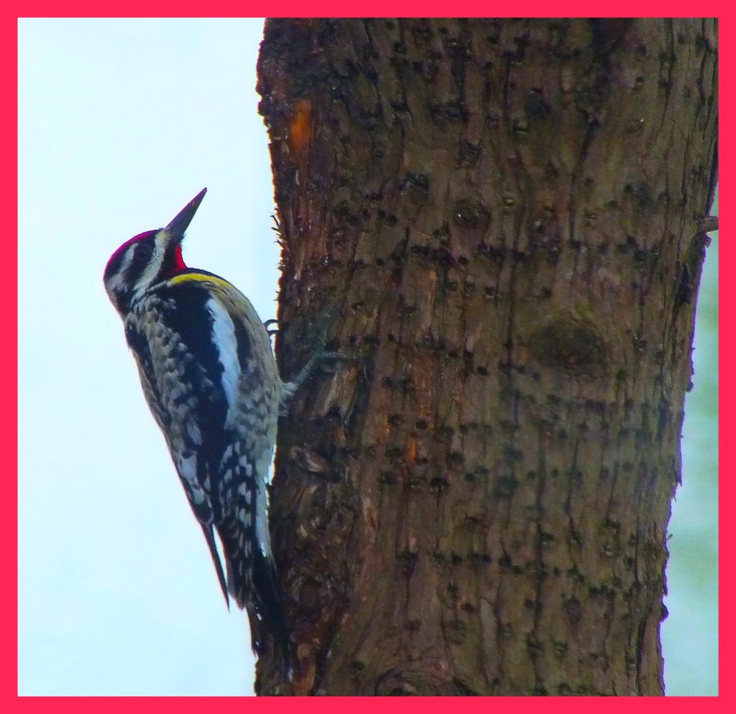 Male Yellow-bellied Sapsucker. Photo by Thomas Peace c. 2015