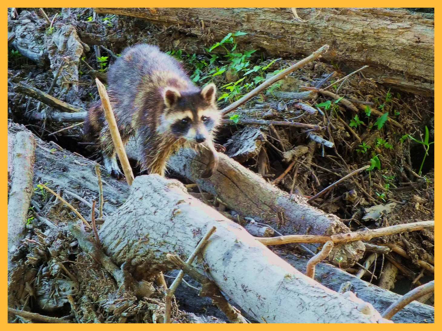 Local Night Bandit. (1)  Photo by Thomas Peace  c. 2015