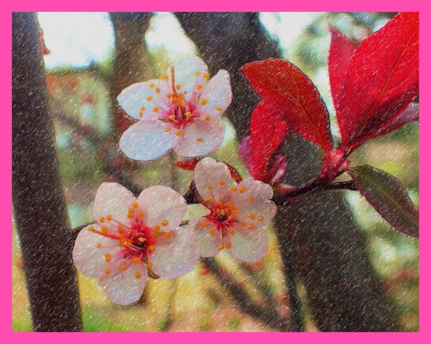 Plum Tree Blossoms. (2) (Digital Color Pencil Rendition) Photo by Thomas Peace c. 2015
