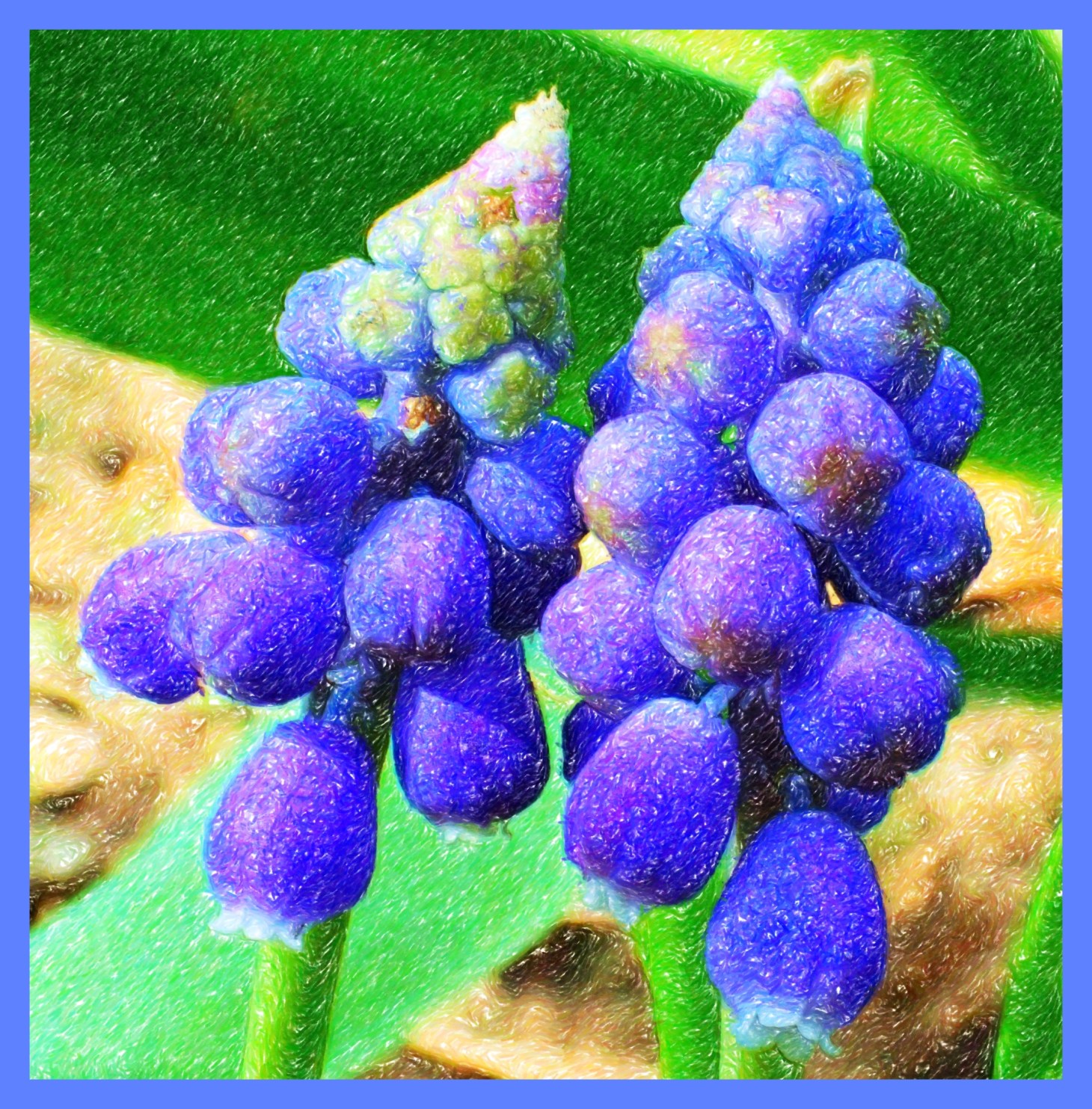 Grape Hyacinths (2) (Color Pencil, Digital) Photo by Thomas Peace c. 2015