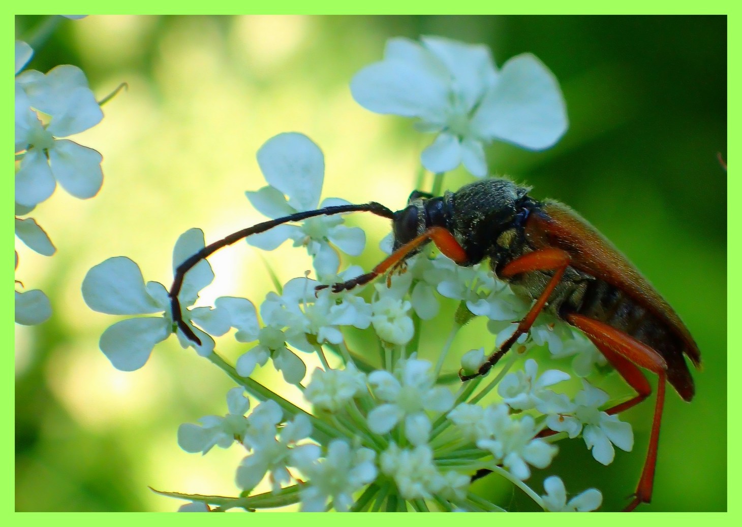 Flowers and me. (1) Photo by Thomas Peace c. 2015