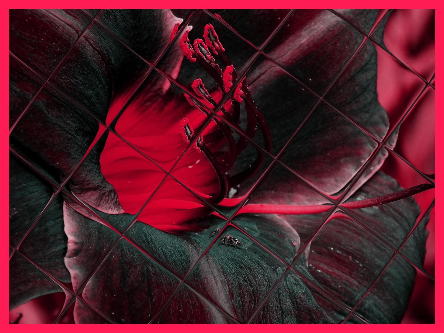  Jumping spider in Lily. (2) Photo by Thomas Peace c. 2015