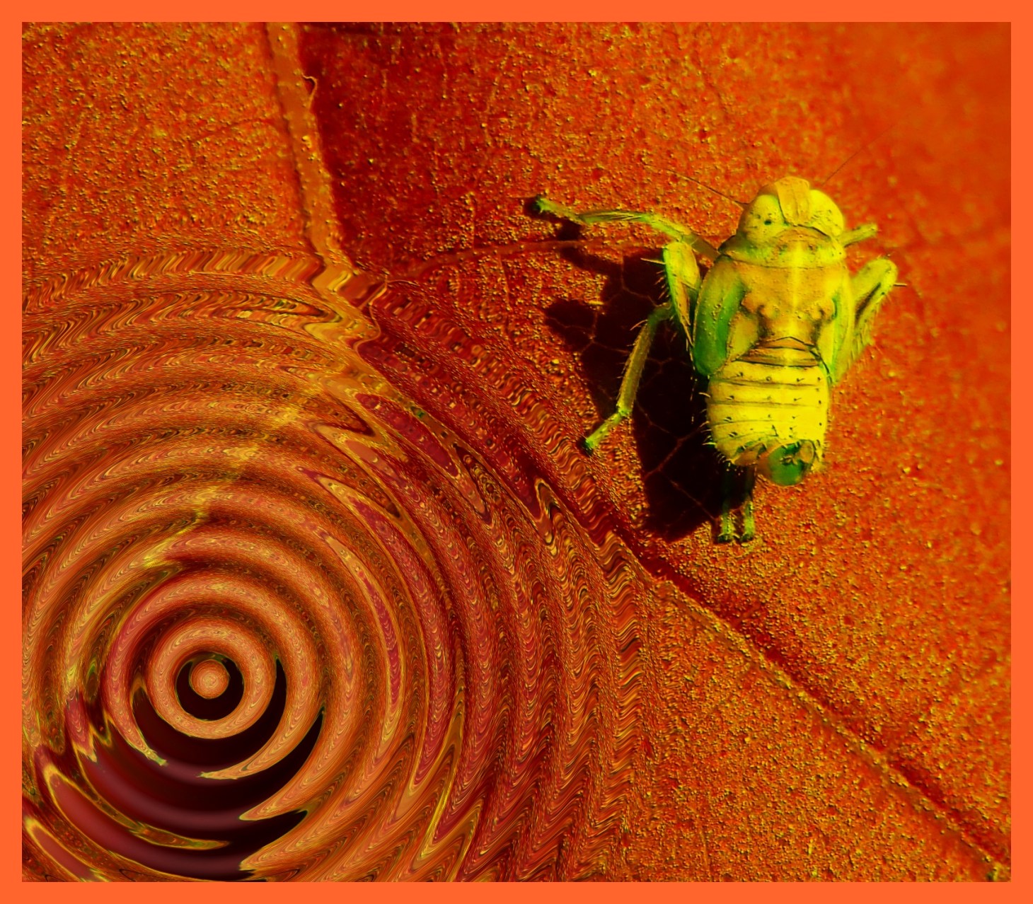 Little Nymph. (2) Photo by Thomas Peace c. 2015