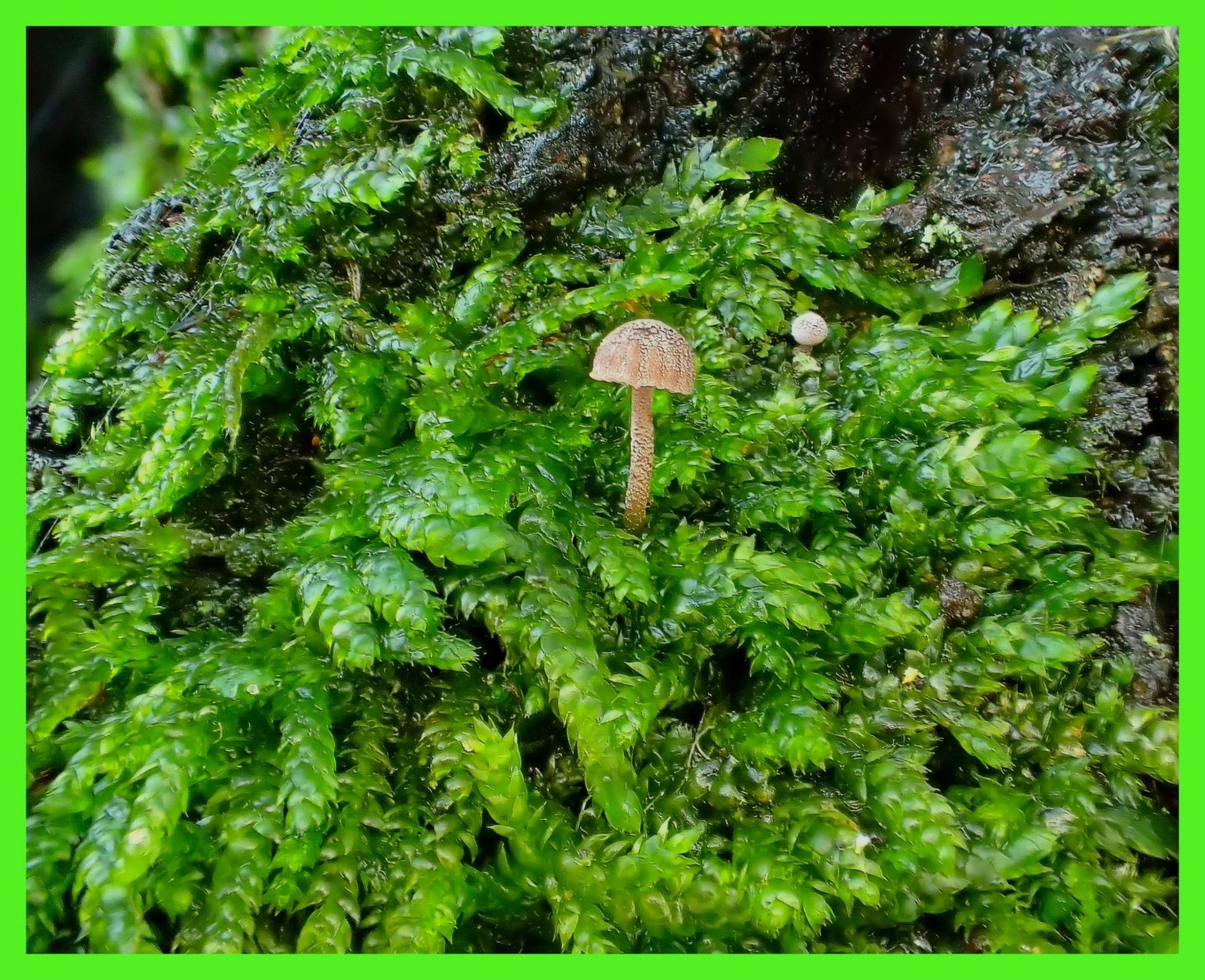 Micro-mushrooms in Moss. (1) Photo by Thomas Peace c. 2015