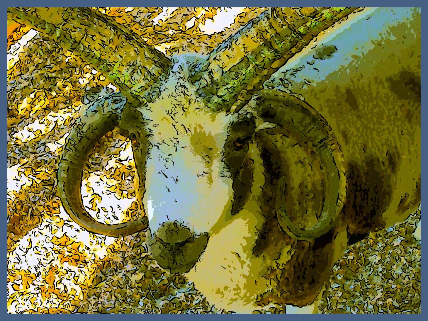 Four Horned Jacob. (2) Photo by Thomas Peace c. 2015