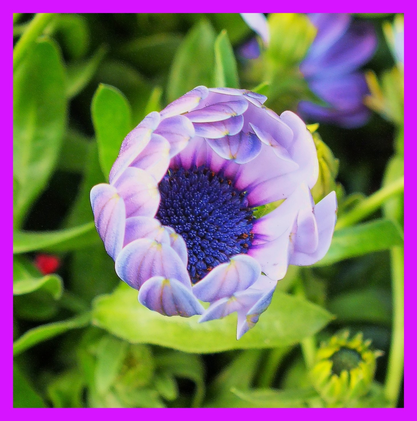 African Daisy, opening.  (1) Photo by Thomas Peace c. 2015