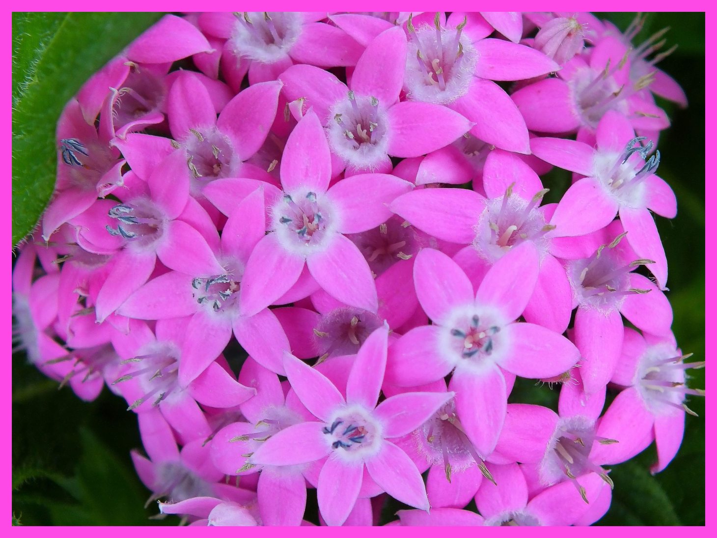 Amazingly Different. Photo by Thomas Peace c. 2015