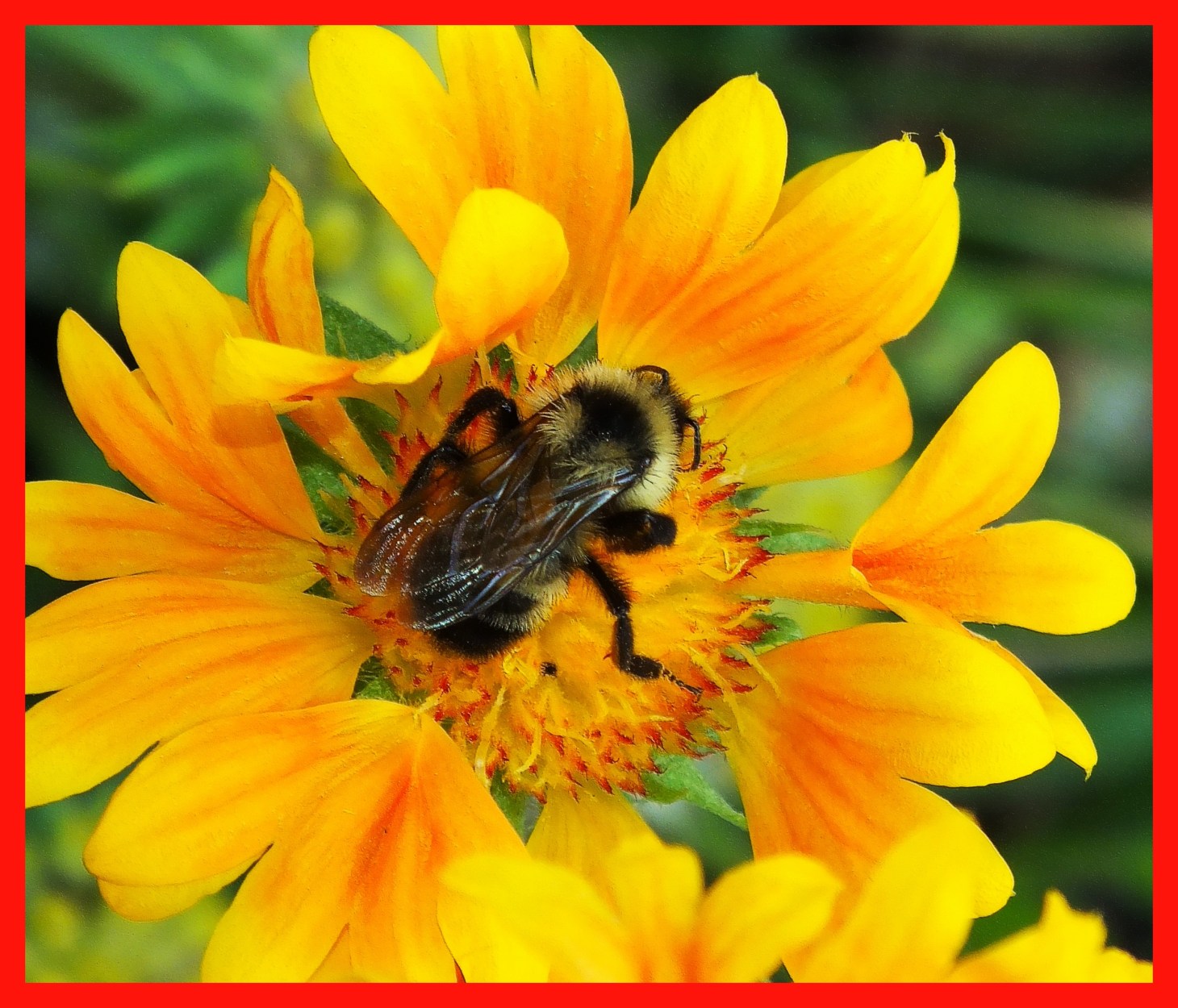 Always keeping busy.  Photo by Thomas Peace c. 2015