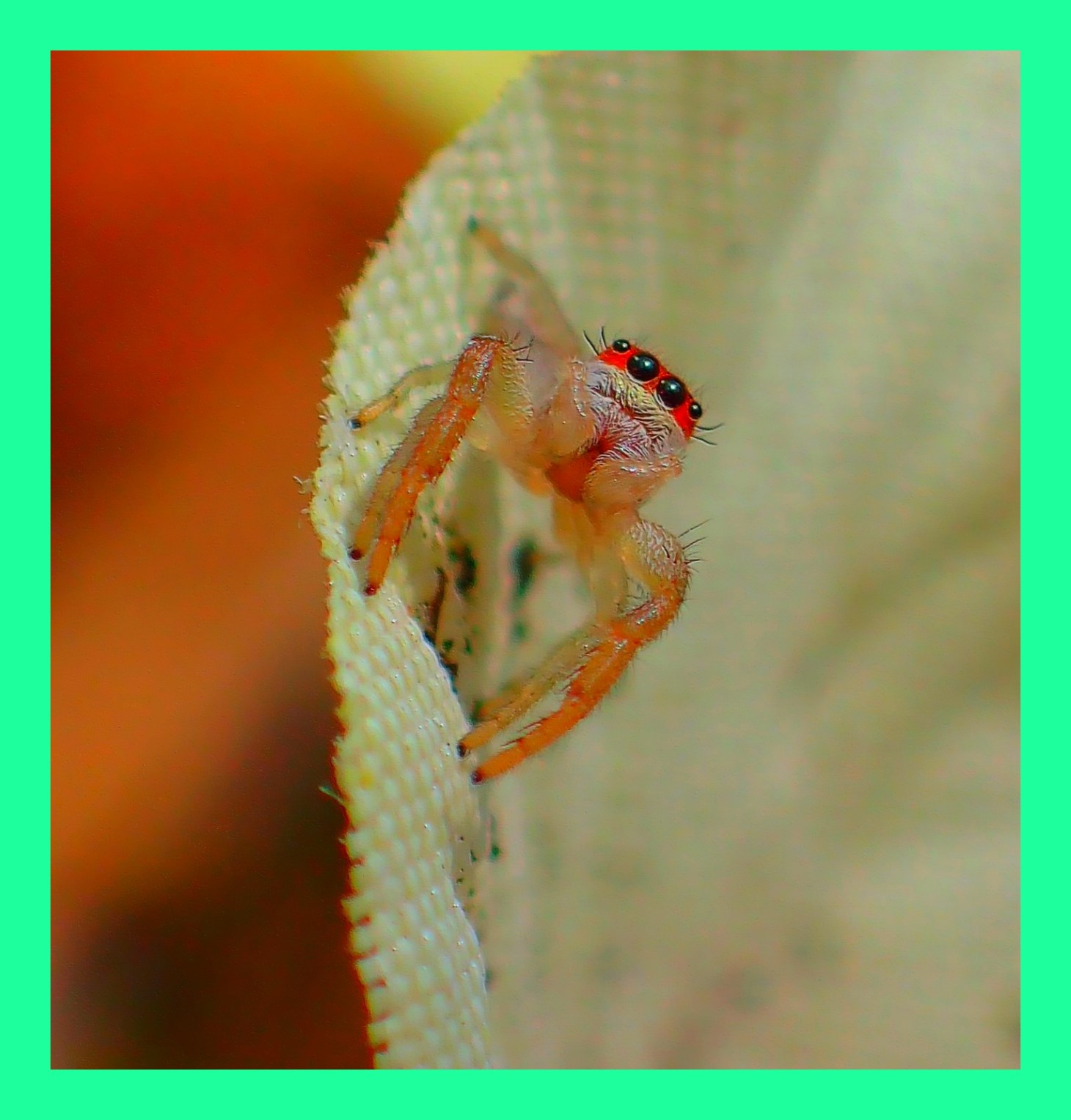 Tiny Jumping Spider. (1) Photo by Thomas Peace c. 2015